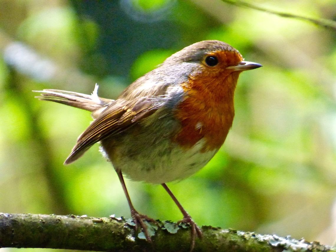 Robin A Robin checking me out at Stowe Landscape Gardens, UK Erithacus rubecula,European Robin,Geotagged,Spring,United Kingdom