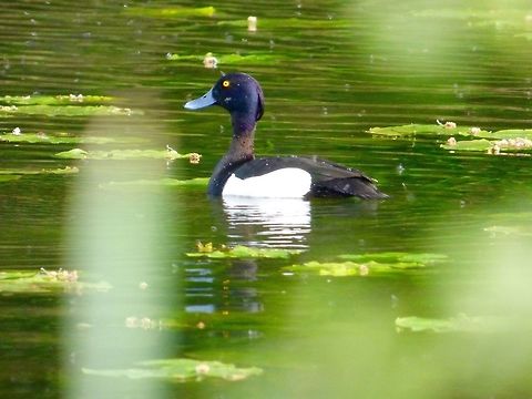 Tufted Duck A Tufted Duck on the Octagon Lake at Stowe Landscape Gardens, UK Aythya fuligula,Geotagged,Spring,Tufted Duck,United Kingdom