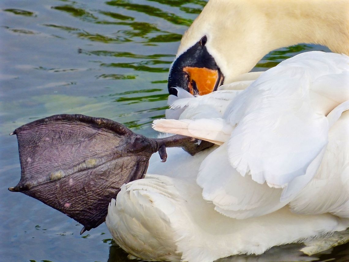 Amazing texture I love the texture on the foot of this Mute Swan, it&#039;s like leather! Cygnus olor,Geotagged,Mute Swan,Spring,United Kingdom