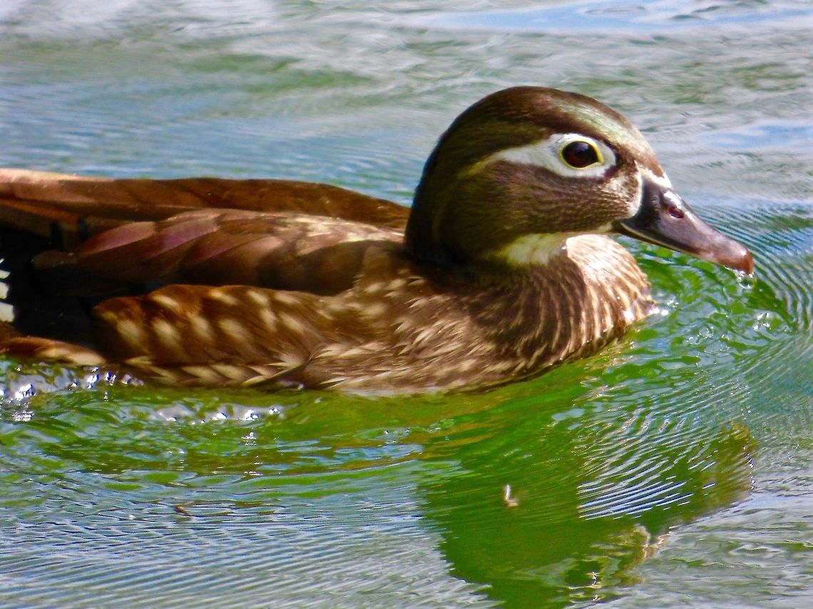 Mandarin Even thought their only Brown and White, female Mandarin ducks are surprisingly beautiful up close. Aix galericulata,Geotagged,Mandarin duck,Spring,United Kingdom