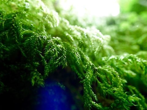 Life This beautiful mossy bank with light filtering through the canopy making everything green! Geotagged,Inundated club moss,Juniper haircap moss,Lycopodiella inundata,Polytrichum juniperinum,Spring,United Kingdom
