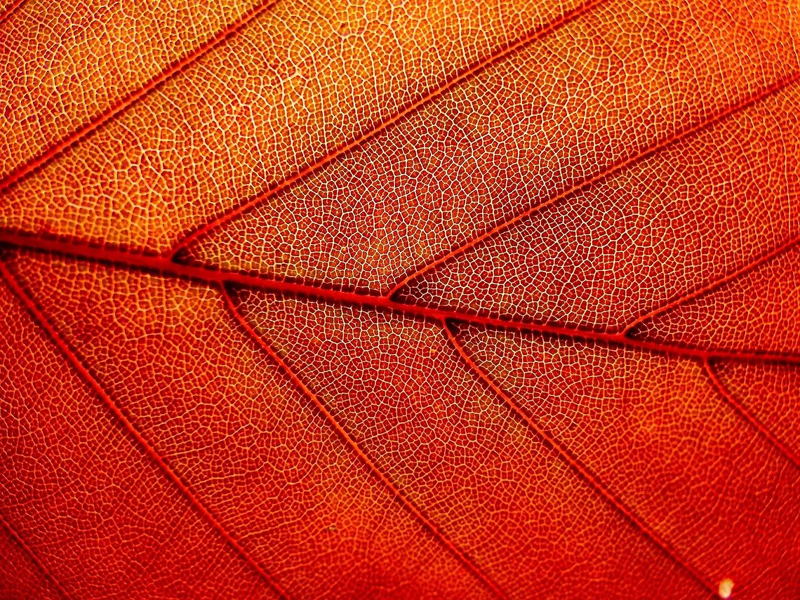 Red This amazing opaque, bright red leaf with so much detail! It is from a Copper Beech which is not a species on this website, a request has been sent! European Beech,Fagus sylvatica,Geotagged,Spring,United Kingdom