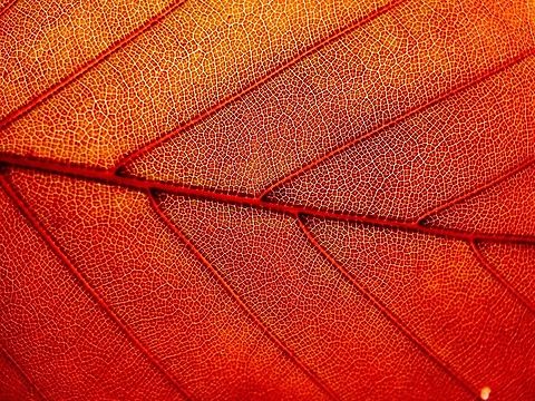 Red This amazing opaque, bright red leaf with so much detail! It is from a Copper Beech which is not a species on this website, a request has been sent! European Beech,Fagus sylvatica,Geotagged,Spring,United Kingdom