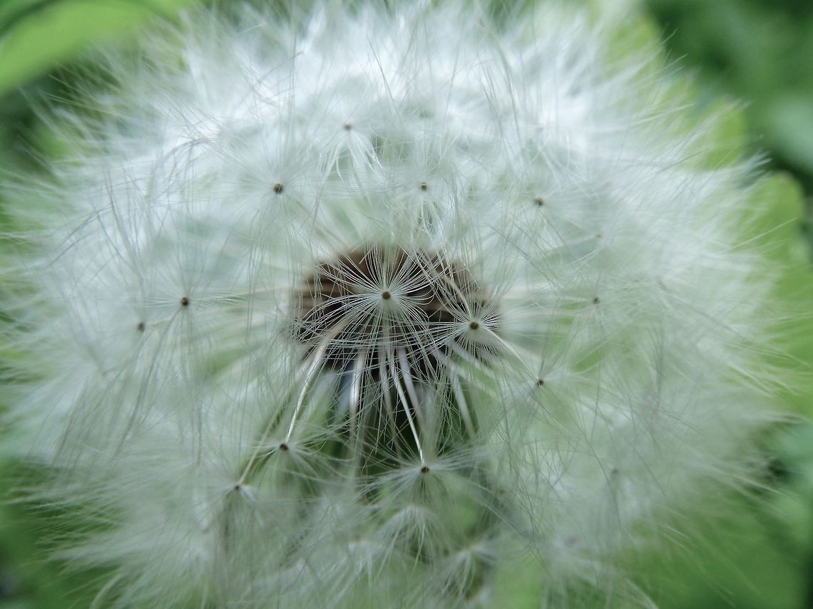 Dandy I love the fine detail in this shot which shows off the silky sails on the seed! Common dandelion,Taraxacum officinale