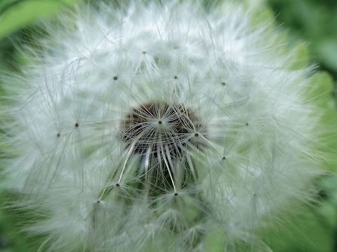 Dandy I love the fine detail in this shot which shows off the silky sails on the seed! Common dandelion,Taraxacum officinale