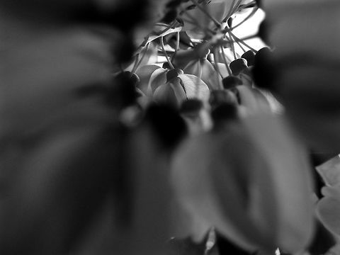 Gold Chain Tree This Gold Chain Tree aka a Laburnum has the most beautiful flowers! Common Laburnum,Laburnum anagyroides