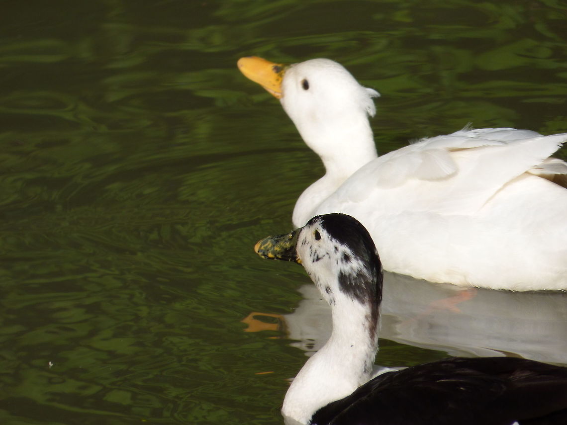 Dabbling I love the black and white pattern Anas platyrhynchos domesticus,Domesticated duck,Geotagged,Spring,United Kingdom