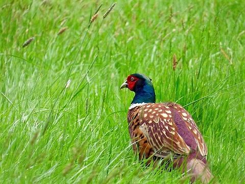 Rummaging A cock Pheasant looking for food! Common Pheasant,Geotagged,Phasianus colchicus,Spring,United Kingdom
