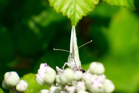 Amazing Eyes This Small White looks very plain until you look much more close. Pieris brassicae,Pieris rapae,Small White