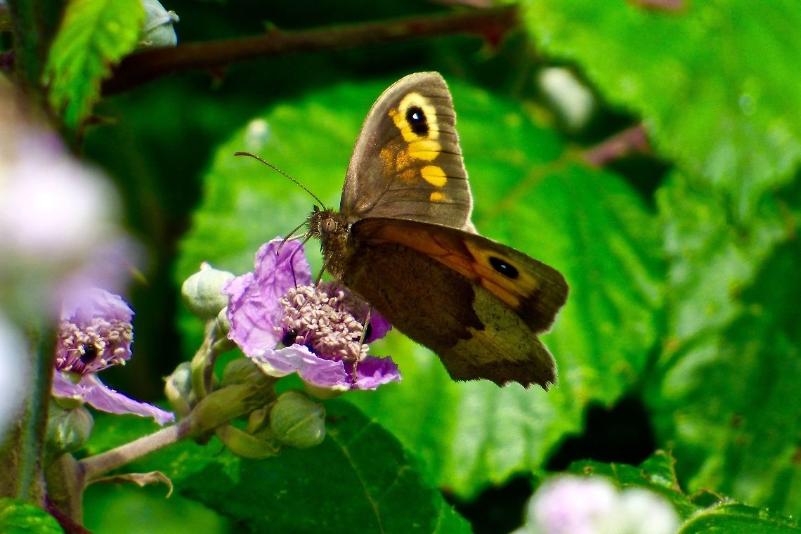 More Amazing eyes I didn&#039;t know Butterflies had such beautiful eyes, these creatures become much more beautiful when you look close Large Wall Brown,Lasiommata maera