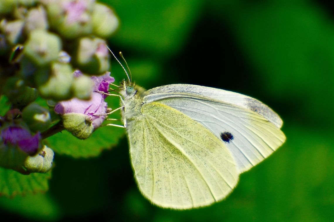Even more amazing eyes! Again more beautiful opal eyes on the Little White Pieris rapae,Small White