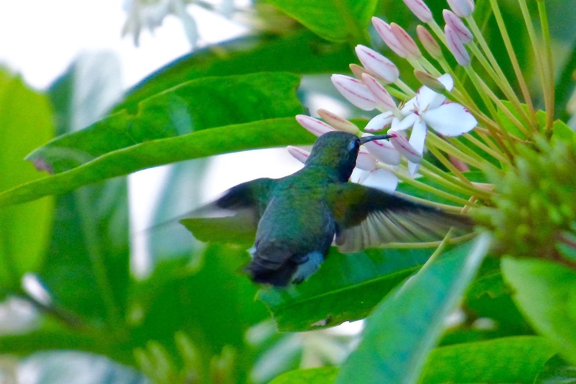 Feeding This really cute Cuban Emerald feeding on some flowers in Freeport, Bahamas Chlorostilbon ricordii,Cuban emerald,Geotagged,Summer,The Bahamas
