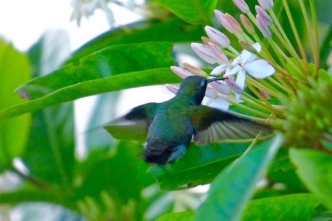 Feeding This really cute Cuban Emerald feeding on some flowers in Freeport, Bahamas Chlorostilbon ricordii,Cuban emerald,Geotagged,Summer,The Bahamas