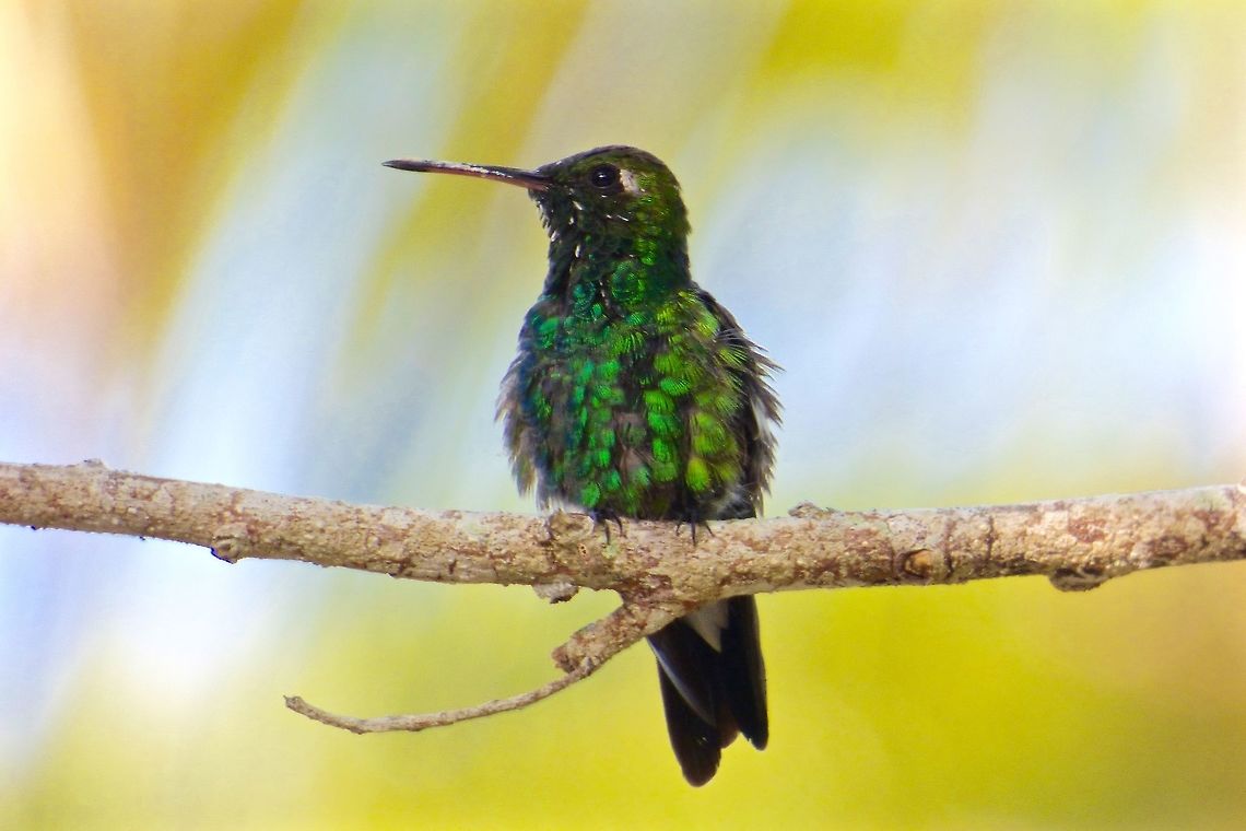 Iridescent This amazing Cuban Emerald looking at me! Chlorostilbon ricordii,Cuban emerald,Geotagged,Summer,The Bahamas