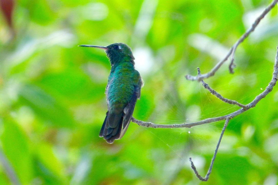Amazing Colour This Cuban Emerald has amazing tints of blue and green Chlorostilbon ricordii,Cuban emerald,Geotagged,Summer,The Bahamas