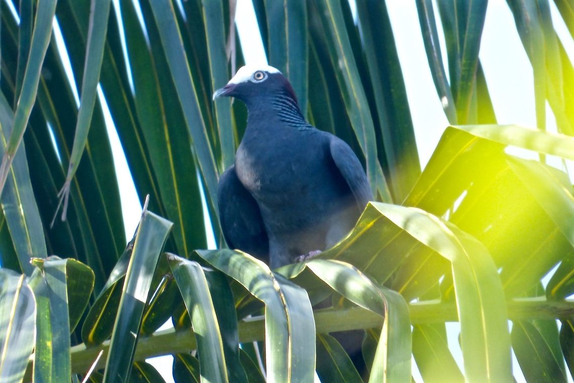 Cooing Pigeons are often considered boring, however, i think the White-crowned Pigeon is beautiful compared the Feral pigeons in London! Geotagged,Patagioenas leucocephala,Summer,The Bahamas,White-crowned pigeon