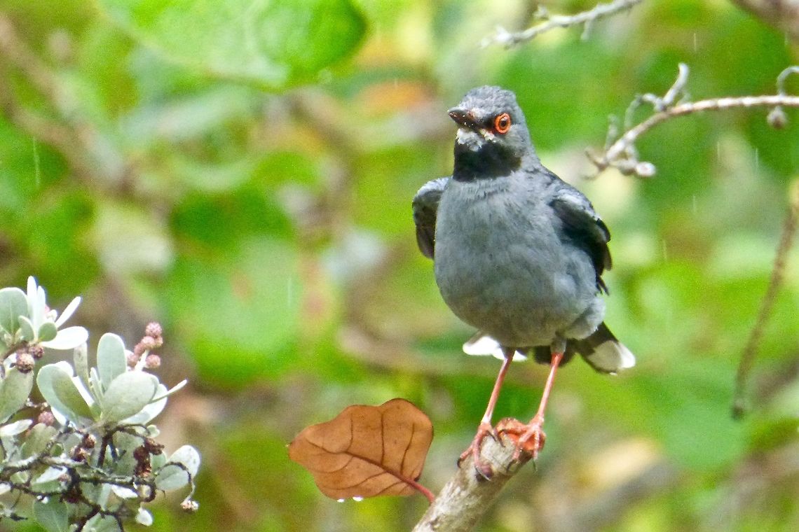 Lookout This Red-Legged thrush is on the lookout even during a rainstorm. Geotagged,Red-legged thrush,Summer,The Bahamas,Turdus plumbeus