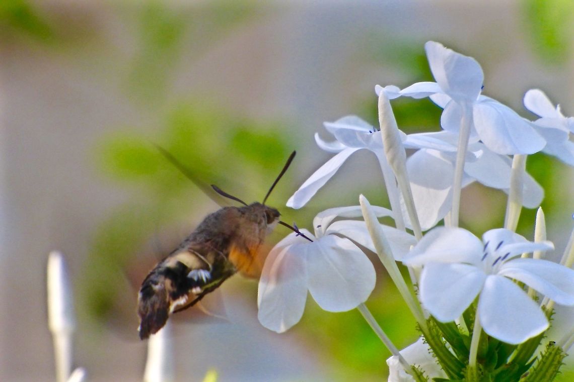 Hummingbird Hawk-moth I love these moths because they remind me of my favourite kind of birds! France,Geotagged,Hummingbird Hawk-moth,Macroglossum stellatarum,Summer