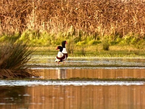 Hello! A pair of Common Shelduck, you can tell which sex the birds are by checking whether they have a large bump on their bill. Common Shelduck,Tadorna tadorna
