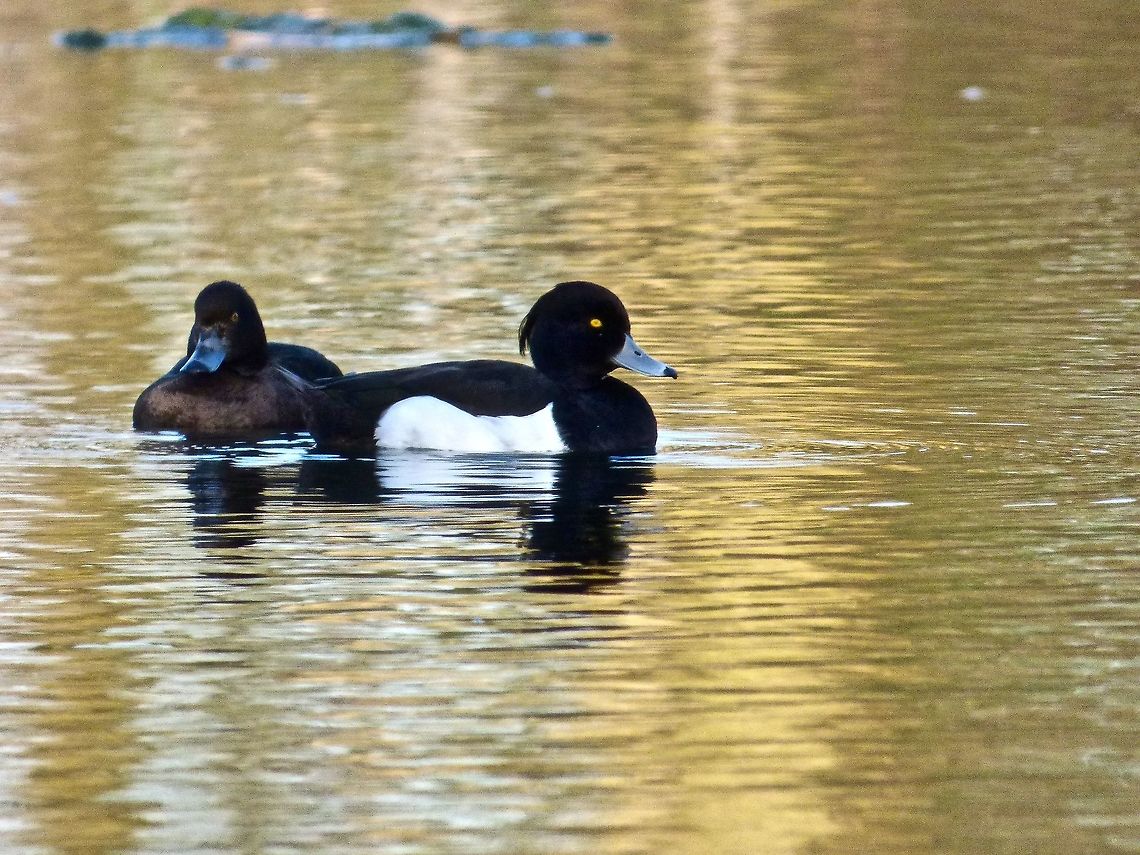 Two Tufted duck Two tufted duck after diving for food Aythya fuligula,Geotagged,Spring,Tufted Duck,United Kingdom
