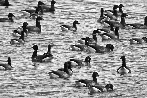 A flock of Dark-bellied brent geese A flock of Dark-bellied brent geese resting up for their long migration back to Siberia Brant goose,Branta bernicla