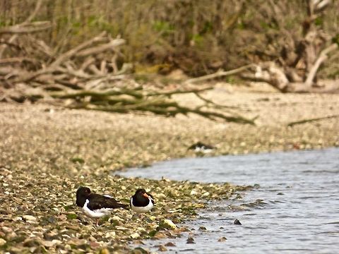 Snoozing A pair of Oyster catchers snoozing by the Stour Estuary Eurasian oystercatcher,Haematopus ostralegus