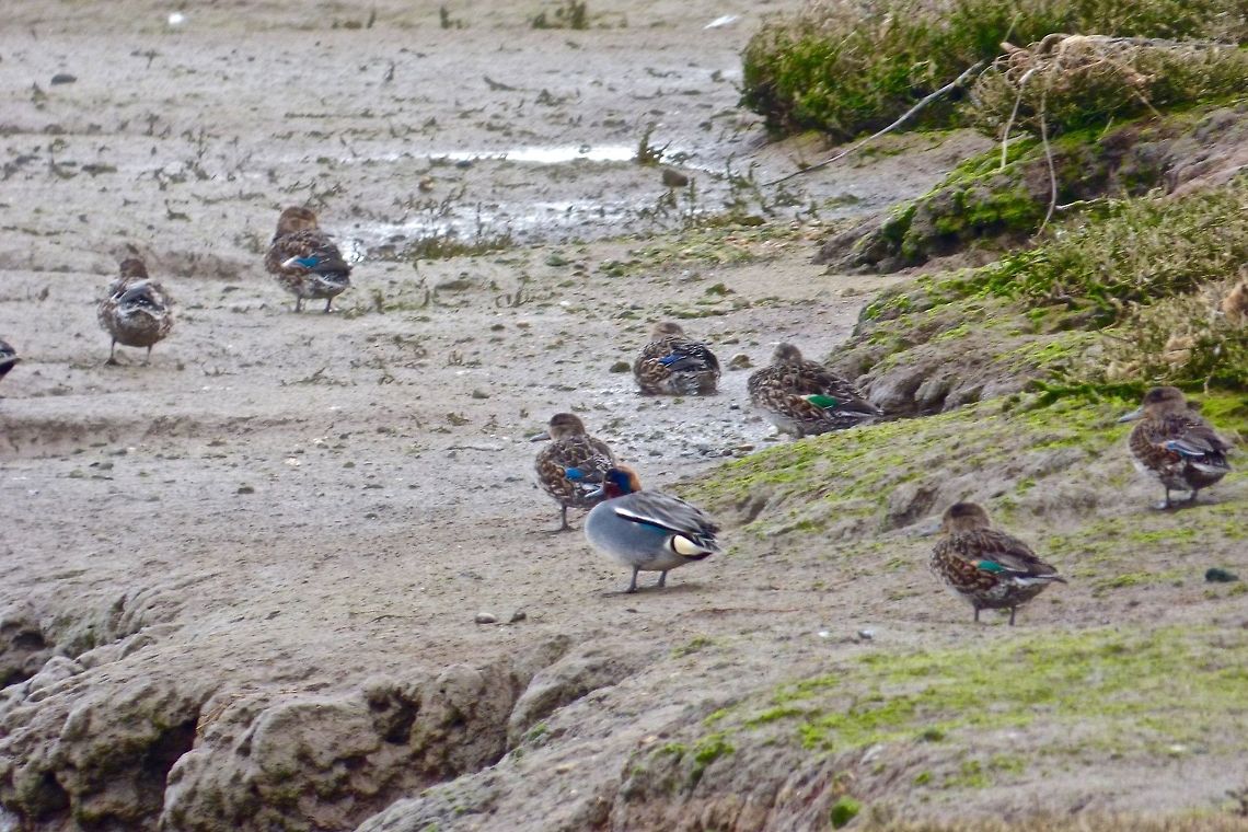 Teal I love the whistling of Teal Anas crecca,Eurasian Teal