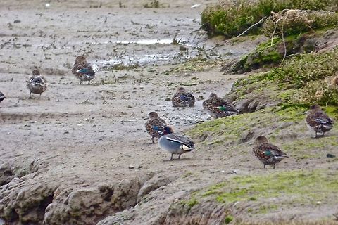 Teal I love the whistling of Teal Anas crecca,Eurasian Teal