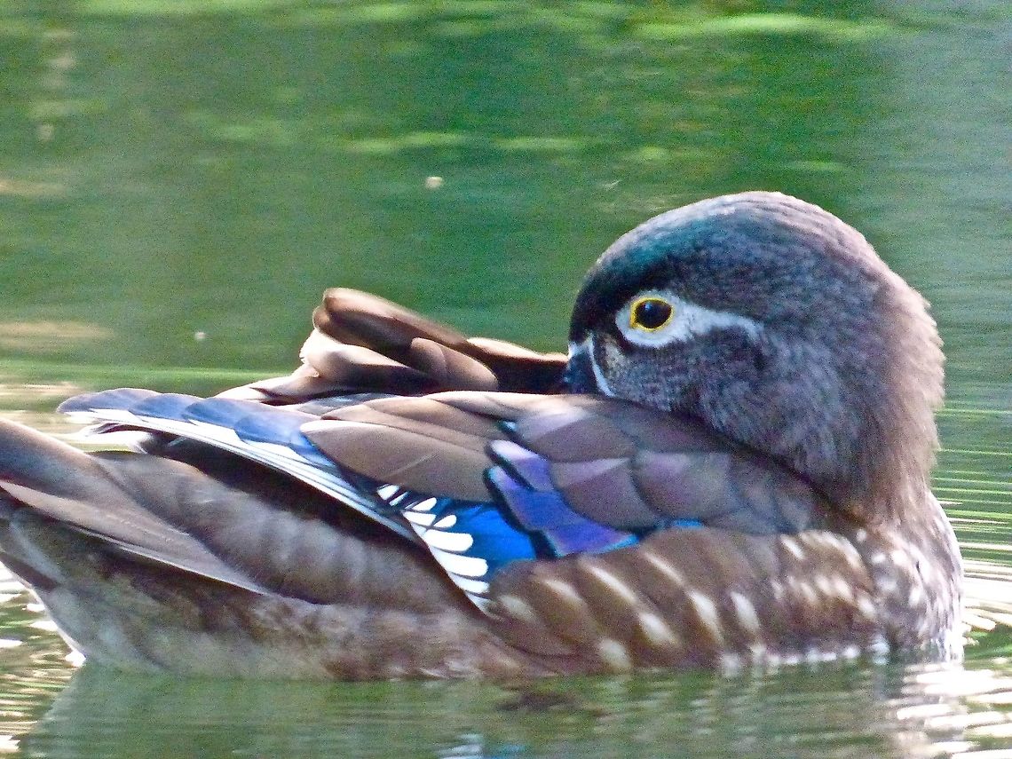 A lone Mandarin This lone Mandarin female comes back to the same pond every year. There is an increasing population of wild Mandarin Ducks in the Uk. Aix galericulata,Mandarin duck