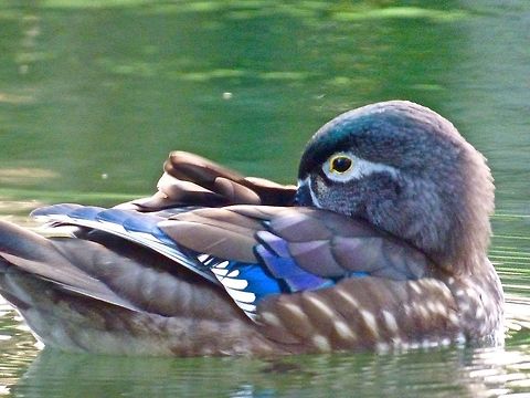 A lone Mandarin This lone Mandarin female comes back to the same pond every year. There is an increasing population of wild Mandarin Ducks in the Uk. Aix galericulata,Mandarin duck