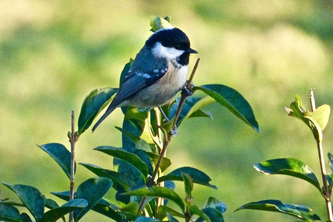 Sentry A fluffy coal tit resting after a fight with a much larger Great tit Coal tit,Periparus ater