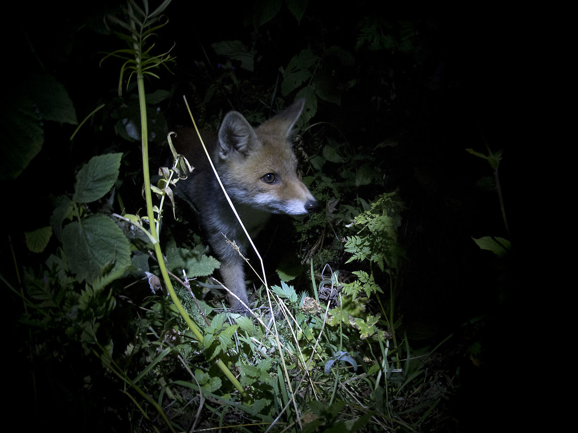 Fox  Geotagged,Italy,Red Fox,Summer,Vulpes vulpes