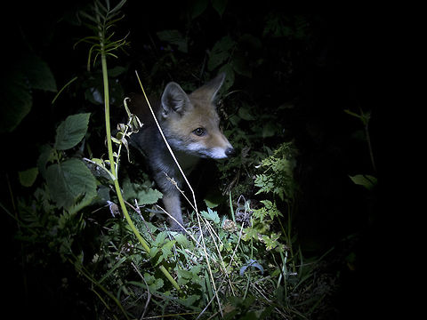 Fox  Geotagged,Italy,Red Fox,Summer,Vulpes vulpes