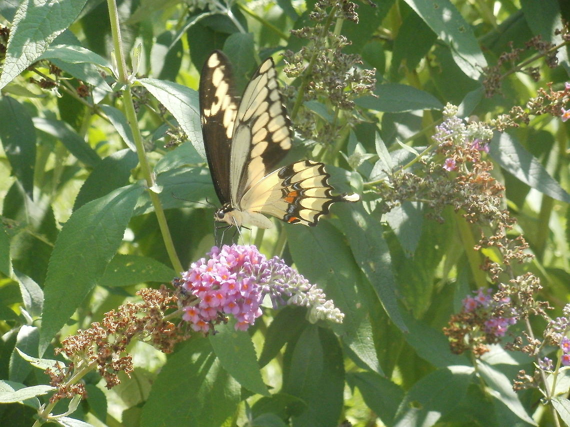 565 Giant Swallowtail Butterfly on my Butterfly Bush. Giant Swallowtail,Papilio cresphontes