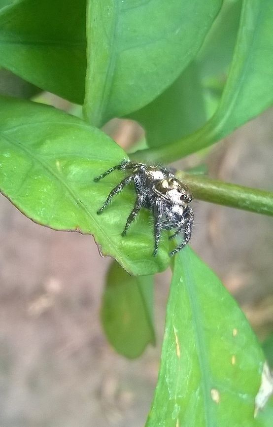 golden webbie. This is an spider , shining gold. An jumping spider,Geotagged,India,Spring