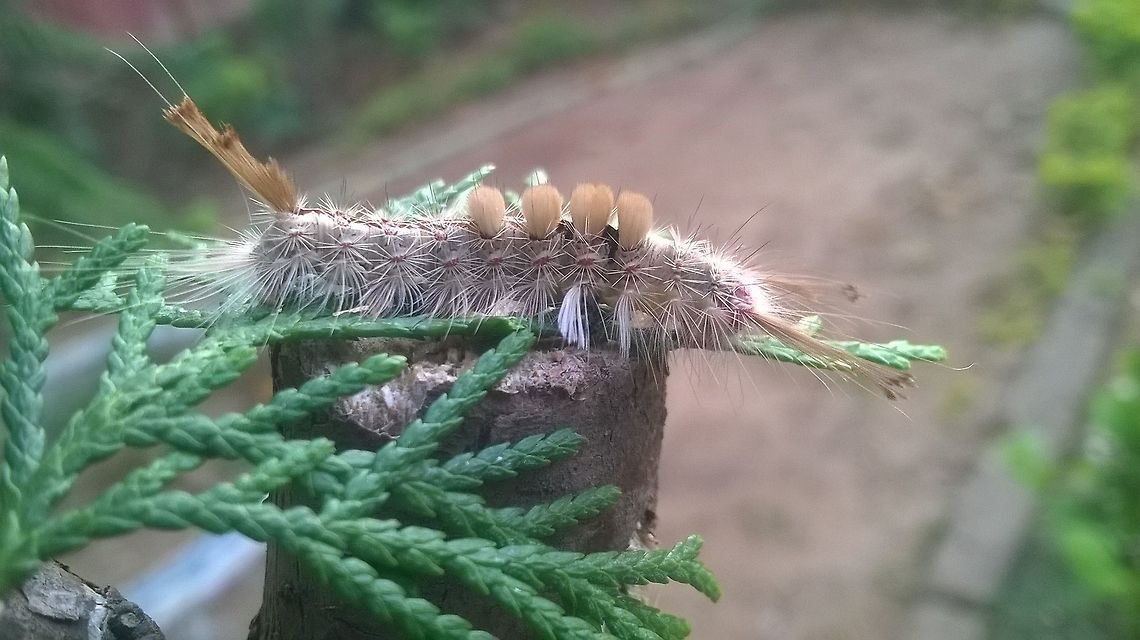 cold caterpillar. A soft caterpillar.<br />
 Empyreuma pugione,Geotagged,India,Spotted Oleander Caterpillar Moth,Spring