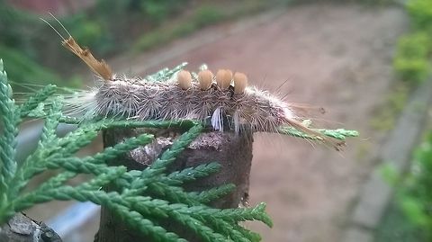 cold caterpillar. A soft caterpillar.
 Empyreuma pugione,Geotagged,India,Spotted Oleander Caterpillar Moth,Spring