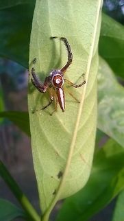leaf climbing! This spider trying to climb high on leafs. Geotagged,India,Spring,Telamonia dimidiata,Two-striped Telamonia