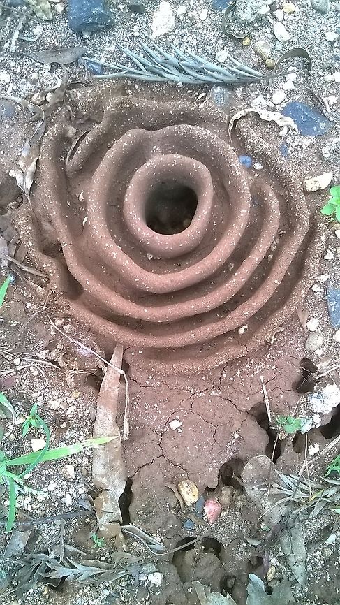 Ant's architectural mind. An Ant house!