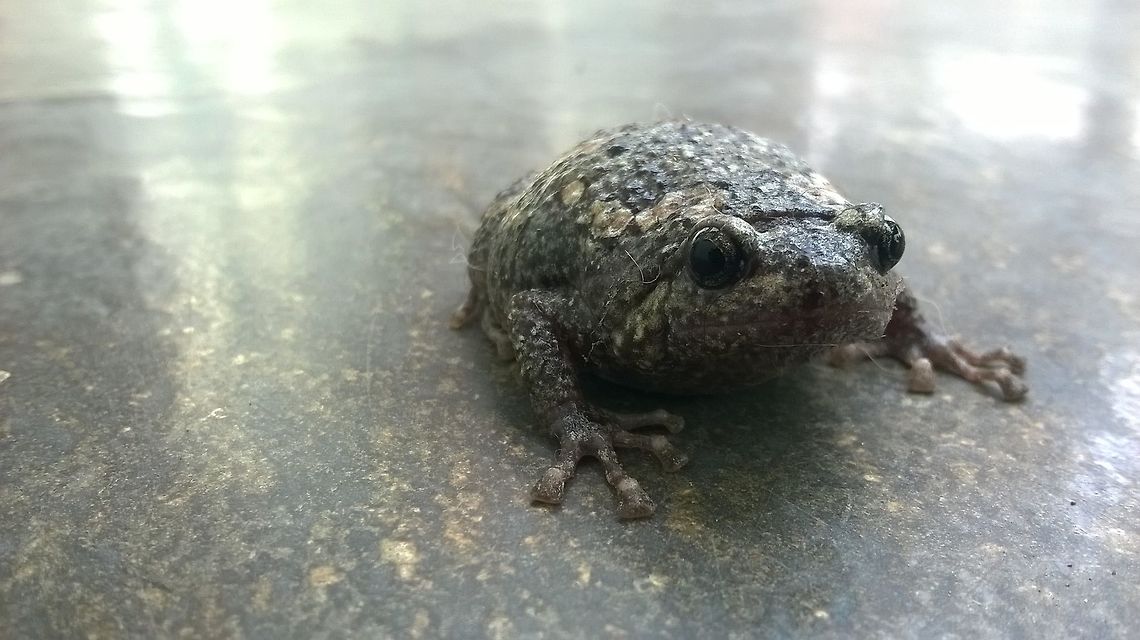 rocky "the frog" Frog on my cemented ground. Geotagged,India,Spring