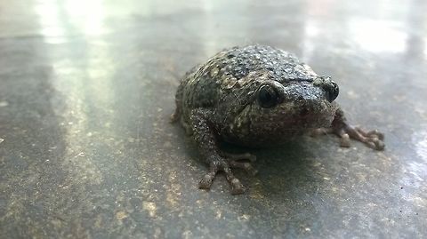 rocky "the frog" Frog on my cemented ground. Geotagged,India,Spring