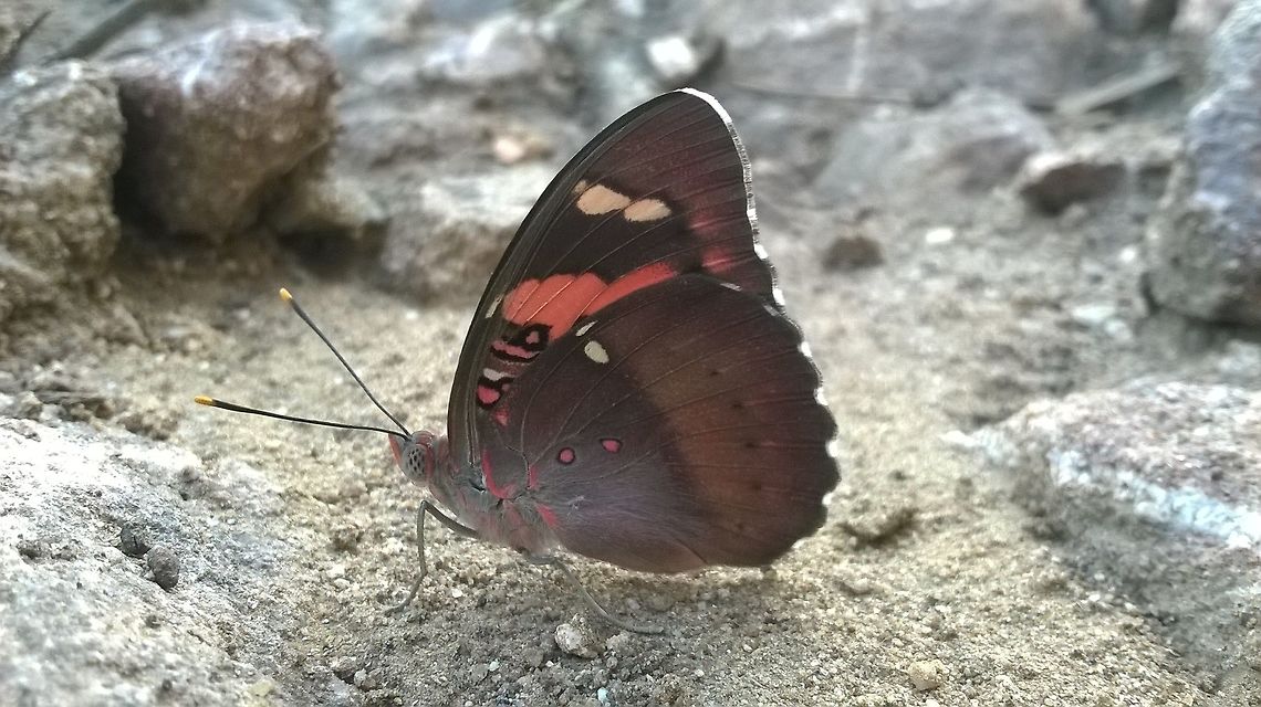 butterfly Shot on near by jungle with my 5 mp phone. It might be injured so it didn't flew away.<br />
 Baronet,Euthalia nais,butterfly