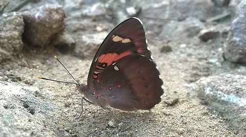 butterfly Shot on near by jungle with my 5 mp phone. It might be injured so it didn't flew away.
 Baronet,Euthalia nais,butterfly