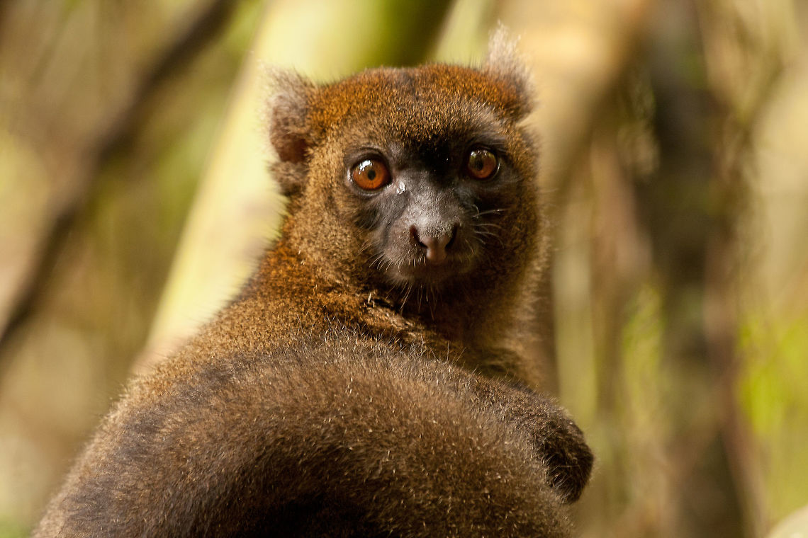 Greater Bamboo Lemur close up seen in Ranomafana National Park, Madagascar Prolemur Simus. We were fortunate to see 2 greater bamboo lemurs feeding quite close to the path after a long walk in the park. Fall,Geotagged,Greater bamboo lemur,Madagascar,Prolemur simus