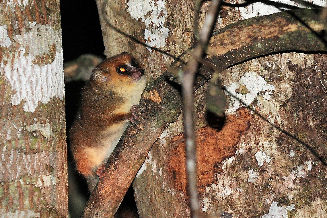 Goodman's Mouse Lemur Seen on a night hike in Andisebe, Madagascar. Photo taken by torchlight -  Fall,Geotagged,Goodman's,Goodmans mouse lemur,Madagascar,Microcebus lehilahytsara,mammal,mouse lemur,wildlife