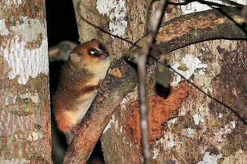Goodman's Mouse Lemur Seen on a night hike in Andisebe, Madagascar. Photo taken by torchlight -  Fall,Geotagged,Goodman's,Goodmans mouse lemur,Madagascar,Microcebus lehilahytsara,mammal,mouse lemur,wildlife