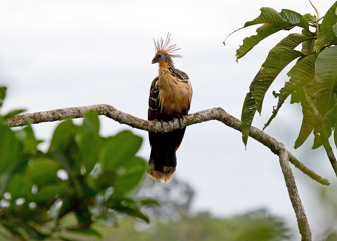 Hoatzin seen in Amazon forest near Napo river in Ecuador The Hoatzin (Opisthocomus hoazin) is a common bird in Amazon lowlands. Also known as 'stinky turkey' or 'stinkbird' because of its odour - a bit like cow manure. The reason for the smell - this is the only bird that is a foregut fermenter. It eats only leaves, which are broken down in a crop - an anatomical structure for storing food and for fermentation due to bacteria. It is also the size and position of the foregut in the Hoatzin that makes it a weak flyer. <br />
The other really amazing thing (which I did not see) is that the young have hooks on their wings. When they are still too young to fly they will evade predators by jumping into the water and then pulling themselves out on branches with the hook - see this youtube video as an example (posted by Sarah McDonald youtube 2009)<br />
<section class="video"><iframe width="448" height="282" src="https://www.youtube-nocookie.com/embed/JKwwdcfc4Ck?hd=1&autoplay=0&rel=0" frameborder="0" allowfullscreen></iframe></section> Ecuador,Geotagged,Hoatzin,Opisthocomus hoazin,Summer,bird,ecuador,stinky turkey