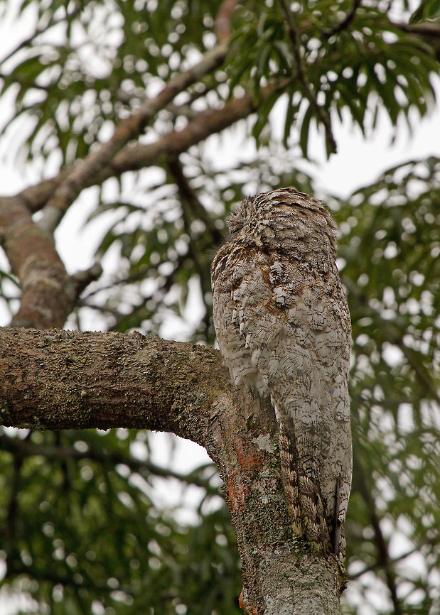 Great Potoo sleeping during the day, Ecuador Saw this Great Potoo (Nyctibius grandis) sleeping in the early morning, cleverly disguising itself as a branch. Well I saw it after it was pointed out to me. We were up in the tree tower at Sani Lodge over 30 metres above the ground. Ecuador,Geotagged,Great Potoo,Great potoo,Nyctibius grandis,Summer,amazon,branch,ecuador