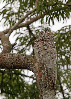 Great Potoo sleeping during the day, Ecuador Saw this Great Potoo (Nyctibius grandis) sleeping in the early morning, cleverly disguising itself as a branch. Well I saw it after it was pointed out to me. We were up in the tree tower at Sani Lodge over 30 metres above the ground. Ecuador,Geotagged,Great Potoo,Great potoo,Nyctibius grandis,Summer,amazon,branch,ecuador