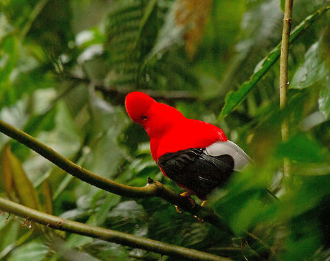 Andean Cock of the rock seen at a lek, Santa Lucia Lodge, Ecuador A nearly 2 hour walk in light rain in the dark starting at 4 am. Totally worth it to see these amazing birds. There were at least 10 of these males trying to show off their bright colours with bobbing head movements and some squawking. The overcast conditions with the birds mostly staying within the tree foliage made taking a good photo difficult, sorry for the graininess - needed to push the iso to get anything in focus.  Andean cock-of-the-rock,Ecuador,Geotagged,Rupicola peruvianus,Winter,bird,cock-of-the-rock,ecuador,lek,male,red